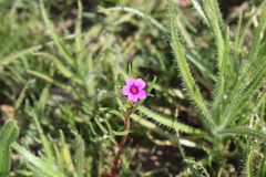 Calandrinia