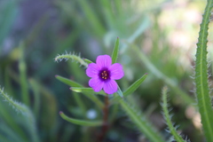 Calandrinia