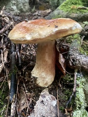 Boletus chippewaensis