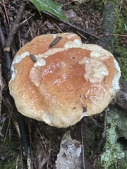 Boletus chippewaensis