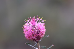 Isopogon