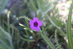 Calandrinia