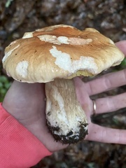 Boletus chippewaensis