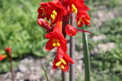 Phycella cyrtanthoides