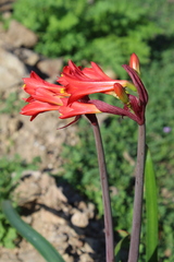 Phycella cyrtanthoides