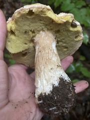 Boletus chippewaensis