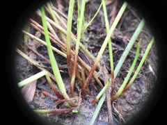 Eleocharis dietrichiana