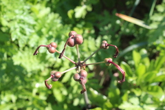 Phycella cyrtanthoides