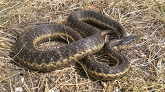Thamnophis atratus