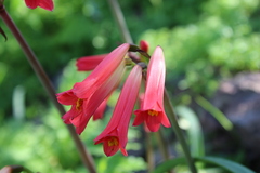 Phycella cyrtanthoides