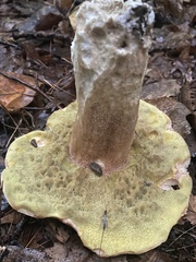 Boletus chippewaensis