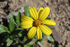 Flourensia thurifera