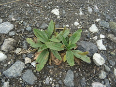 Plantago depressa