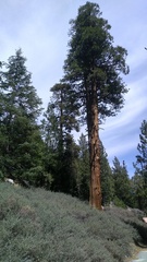 Abies concolor
