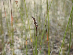 Machaerina juncea