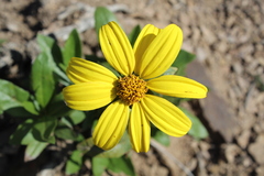 Flourensia thurifera