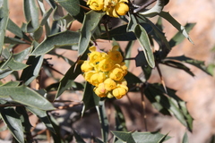 Berberis chilensis