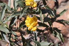 Berberis chilensis