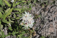 Aristeguietia salvia