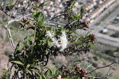 Aristeguietia salvia