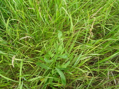 Cirsium arvense integrifolium