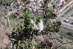 Aristeguietia salvia