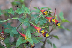 Tropaeolum tricolor