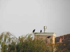 Corvus brachyrhynchos