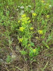 Pastinaca sativa sylvestris