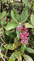Medinilla speciosa