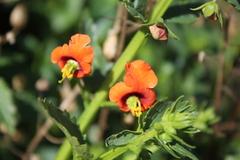 Alonsoa meridionalis