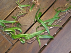 Parsonsia