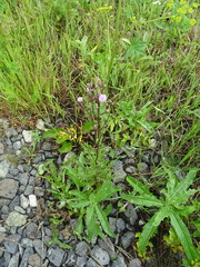 Cirsium arvense integrifolium