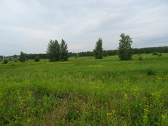 Pastinaca sativa sylvestris