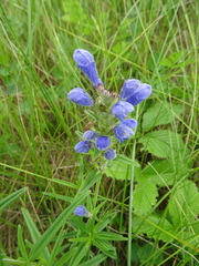 Dracocephalum ruyschiana