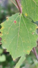 Aceria varia