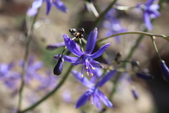 Pasithea caerulea