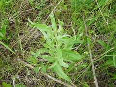 Cirsium arvense vestitum