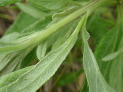 Cirsium arvense vestitum