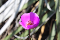 Cistanthe grandiflora
