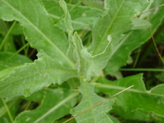 Cirsium arvense vestitum