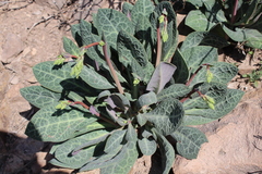 Cistanthe grandiflora