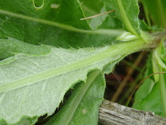 Cirsium arvense vestitum
