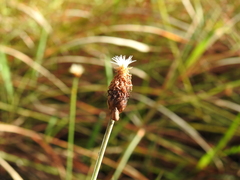 Fimbristylis tetragona