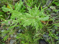 Cirsium arvense vestitum