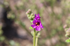 Mirabilis ovata