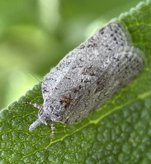 Isotenes miserana