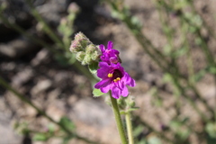 Mirabilis ovata