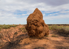 Nasutitermes triodiae