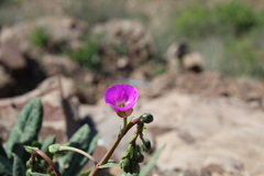 Cistanthe grandiflora